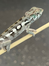Load image into Gallery viewer, Sambava Male: Marley x Mabel (R4)
