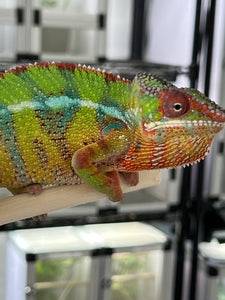 Ambilobe male: (J1)