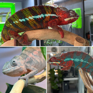 AMBILOBE Panther Chameleon: Jimmy Walker x Dianne (S19)