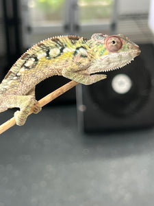 Baby sambava panther chameleon