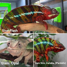 Load image into Gallery viewer, Ambilobe male panther chameleon: Flash x Opal (S3)
