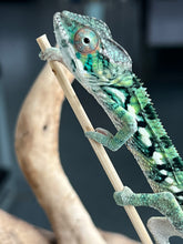 Load image into Gallery viewer, SURPRISE male: (R2)
