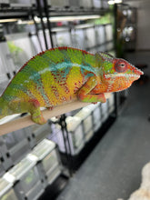 Load image into Gallery viewer, Ambilobe male: (J1)
