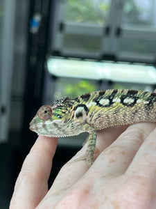 Green, yellow sambava panther chameleon