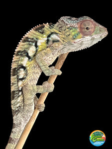 Sambava panther chameleon for sale.