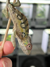 Load image into Gallery viewer, Upside down juvenile sambava panther chameleon
