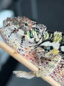 SURPRISE male: (R1)