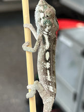 Load image into Gallery viewer, Sambava Male: Marley x Mabel (R4)
