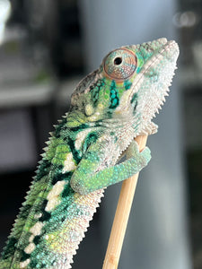 SURPRISE male: (R2)