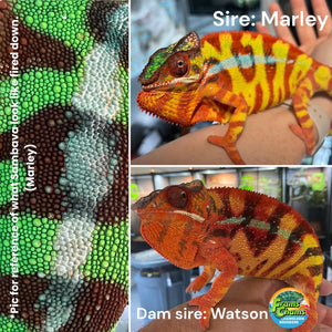Adult sambava panther chameleons.