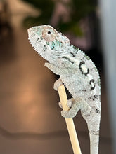 Load image into Gallery viewer, Sambava Male: Marley x Mabel (R3)
