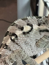 Load image into Gallery viewer, Sambava Male: Marley x Mabel (R3)
