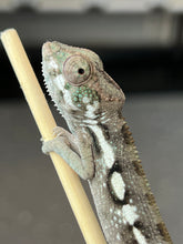 Load image into Gallery viewer, Sambava Male: Marley x Mabel (R4)
