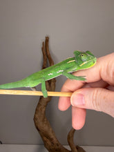 Load image into Gallery viewer, A bright green male Veiled chameleon perched on a thin wooden stick, held by a human hand against a plain gray wall with a piece of driftwood in the background.
