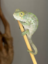 Load image into Gallery viewer, Close-up of a juvenile Ambanja Panther Chameleon showing early color development
