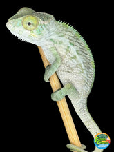 Load image into Gallery viewer, Juvenile male Ambanja Panther Chameleon from Avatar × Walt bloodlines raised by FramsChams
