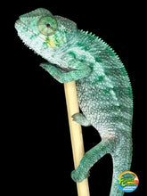 Load image into Gallery viewer, 3-month-old juvenile Ambanja Panther Chameleon from Avatar × Walt bloodlines with blue-green coloration
