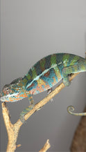 Load image into Gallery viewer, Young Ambilobe Panther Chameleon showing early developing red and teal coloration
