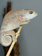 Load image into Gallery viewer, Juvenile male Ambilobe Panther Chameleon showing vibrant early color development.
