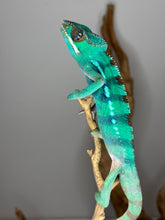 Load image into Gallery viewer, Close-up of juvenile Ambilobe Panther Chameleon showing texture and coloration
