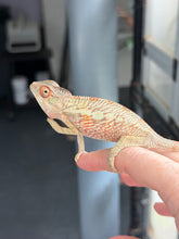 Load image into Gallery viewer, Juvenile Ambilobe Panther Chameleon showing early color development and strong turquoise barring.
