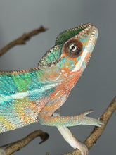 Load image into Gallery viewer, Juvenile Ambilobe Panther Chameleon with developing blues and teals
