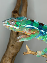 Load image into Gallery viewer, Healthy juvenile Ambilobe Panther Chameleon displaying vibrant green coloration
