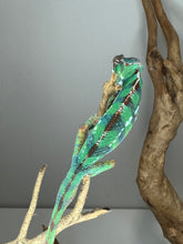 Load image into Gallery viewer, Vibrant juvenile Ambilobe Panther Chameleon glowing with early blue bars and hints of yellow
