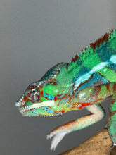 Load image into Gallery viewer, Vibrant juvenile Ambilobe Panther Chameleon glowing with early blue bars and hints of yellow
