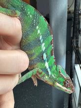 Load image into Gallery viewer, Top view of Ambilobe Panther Chameleon highlighting early blue bar pattern and yellow hints
