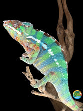 Load image into Gallery viewer, Side profile of juvenile Ambilobe Panther Chameleon showing early blue bar coloration
