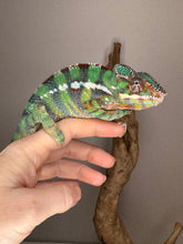 Load image into Gallery viewer, Front view of juvenile Ambilobe Panther Chameleon with potential yellow body and blue bars
