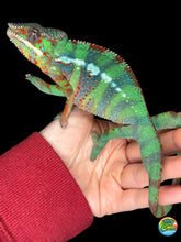 Load image into Gallery viewer, Front view of juvenile Ambilobe Panther Chameleon with potential yellow body and blue bars
