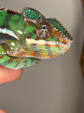 Load image into Gallery viewer, Juvenile Ambilobe Panther Chameleon, showing personality and early colors
