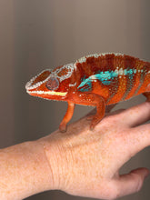 Load image into Gallery viewer, Young male Ambilobe Panther Chameleon developing rich red and blue coloration.
