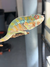 Load image into Gallery viewer, Juvenile male Ambilobe Panther Chameleon showing developing red coloration and bright blue bars
