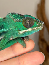 Load image into Gallery viewer, Ambilobe Panther Chameleon juvenile looking curious with green and blue coloration
