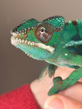 Load image into Gallery viewer, Close-up of juvenile Ambilobe Panther Chameleon eye turrets with yellow-orange highlights
