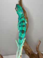Load image into Gallery viewer, Top view of Ambilobe Panther Chameleon highlighting body and blue bar pattern
