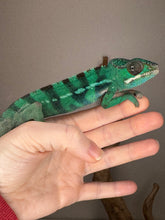 Load image into Gallery viewer, Juvenile Ambilobe Panther Chameleon resting on a branch, showing vibrant body colors
