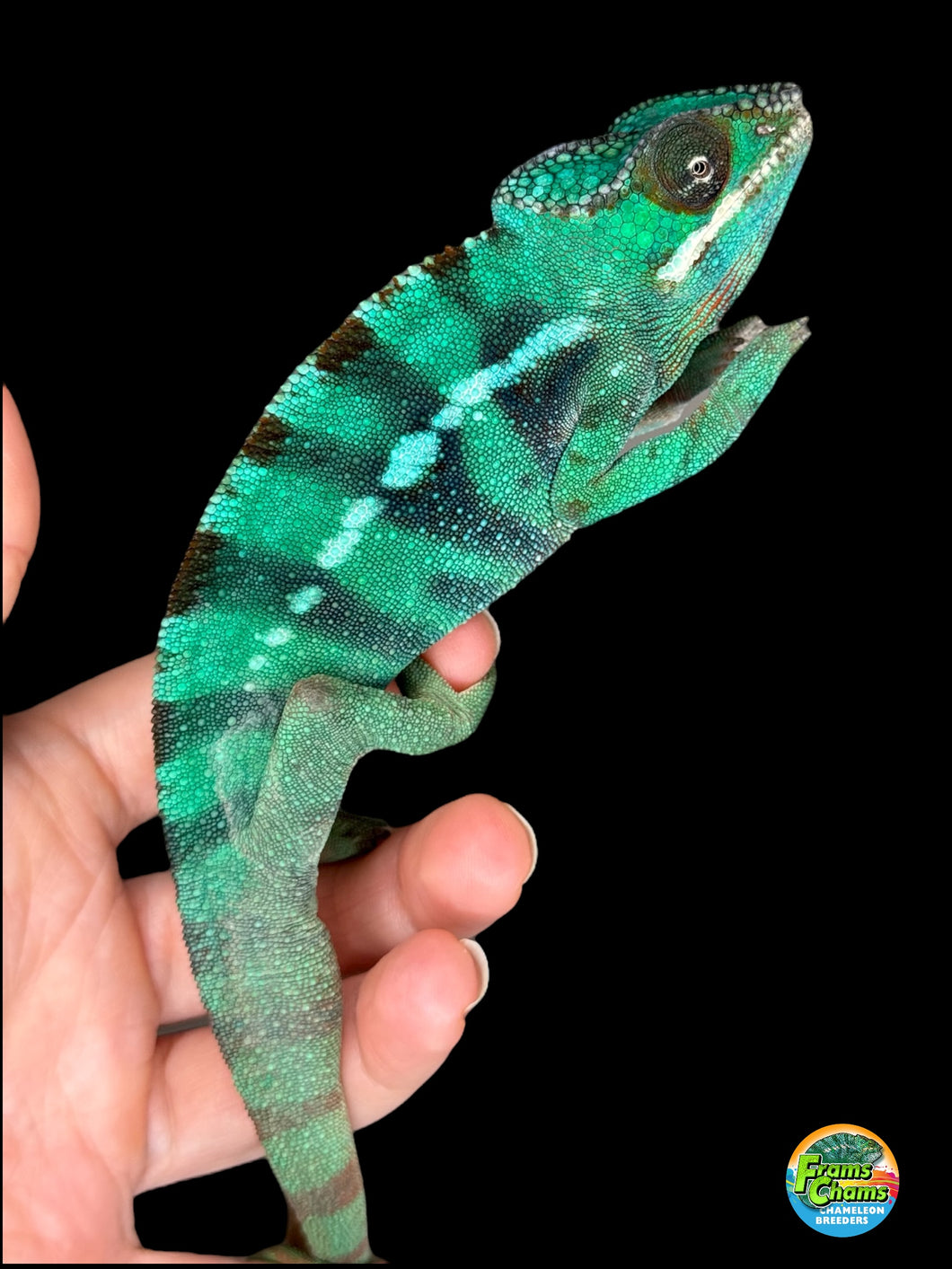 Side profile of juvenile Ambilobe Panther Chameleon showing vibrant yellow and blue coloration