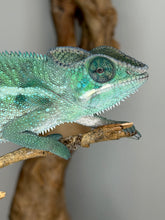 Load image into Gallery viewer, Juvenile male Ankify Panther Chameleon with calm temperament and strong wild-caught bloodlines.
