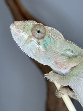 Load image into Gallery viewer, Female Ambilobe Panther Chameleon available at FramsChams

