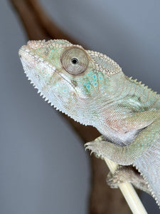 Female Ambilobe Panther Chameleon available at FramsChams