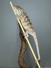 Load image into Gallery viewer, Ambilobe panther Chameleon on a branch against a gray background
