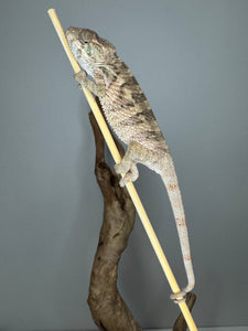 Ambilobe panther Chameleon on a branch against a gray background