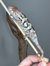 Load image into Gallery viewer, Vibrant female Sambava Panther Chameleon hybrid juvenile

