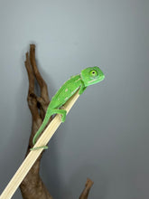Load image into Gallery viewer, Young female Veiled Chameleon displaying vibrant green coloration.
