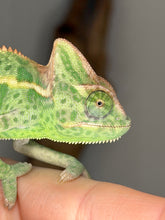 Load image into Gallery viewer, Close-up of juvenile female veiled chameleon face with clear eyes
