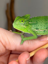 Load image into Gallery viewer, A bright green female Veiled chameleon perched on a person's hand, with the animal's eye and body clearly visible against a softly blurred neutral background.
